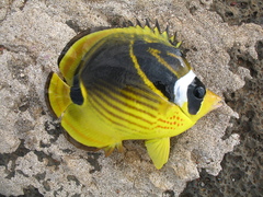 Chaetodon lunula