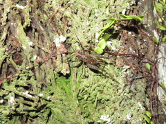 Pleioplectron hudsoni