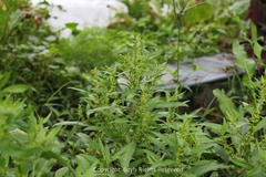Rumex trisetifer