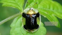 Aspidimorpha difformis