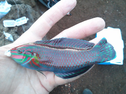 Ornate wrasse (Halichoeres ornatissimus) — Labridae — 3
