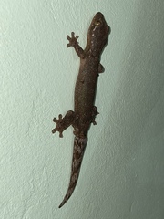 Thecadactylus rapicauda