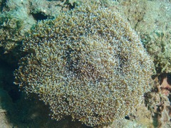 Phyllodiscus semoni