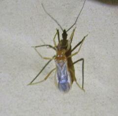 Oncerotrachelus pallidus
