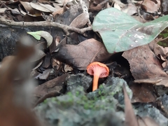 Cantharellus coccolobae