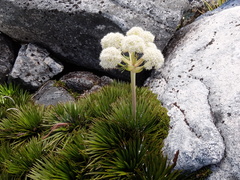 Aciphylla congesta