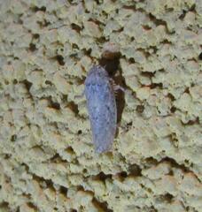 Curtara insularis