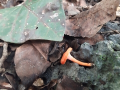 Cantharellus coccolobae