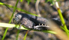 Cirphula pyrrhocnemis