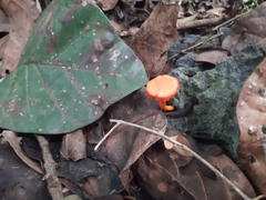 Cantharellus coccolobae
