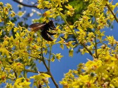 Xylocopa tranquebarorum