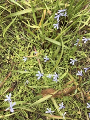 Tecophilaea violiflora