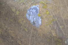 Pisaurina mira