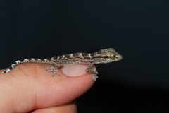 Tarentola americana