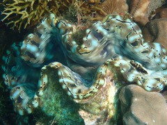 Tridacna squamosa