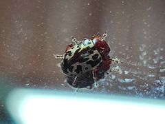 Zygogramma piceicollis