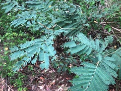 Acacia glaucocarpa