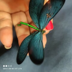 Matrona cyanoptera