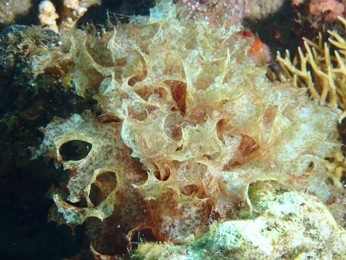 Halymenia dilatata observed 2022-12-03