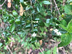 Jasminum didymum racemosum