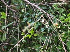 Jasminum didymum racemosum