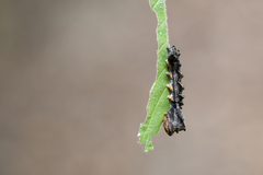 Thyatira batis formosicola