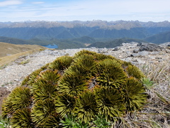 Aciphylla crosby-smithii