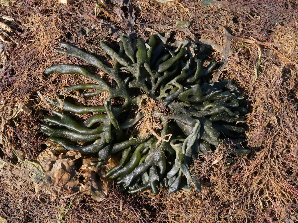 Codium platyclados
