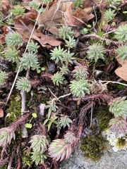 Petrosedum