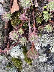 Petrosedum