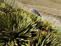 Aciphylla crosby-smithii