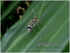 Chlorophorus macaumensis