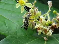 Chlorophorus macaumensis