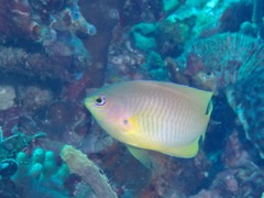 Pomacentrus amboinensis