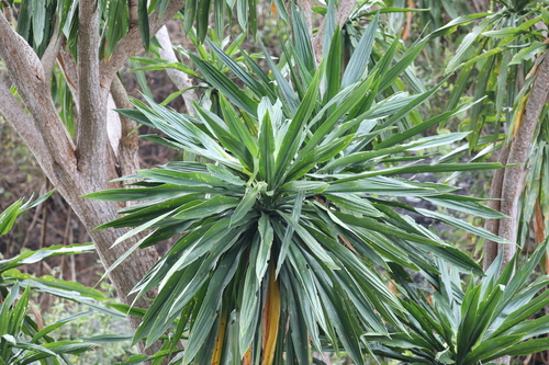 Dracaena steudneri image