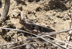 Trachyrhachys aspera