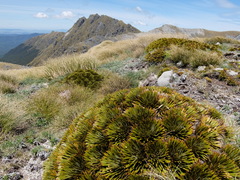 Aciphylla crosby-smithii