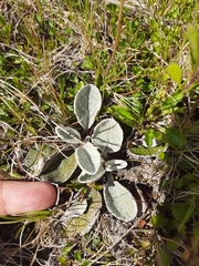 Brachyglottis haastii