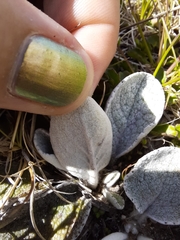 Brachyglottis haastii