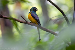 Trogon rufus