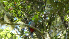 Pharomachrus mocinno