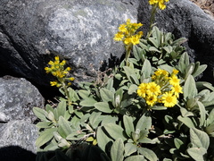 Brachyglottis revoluta