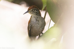 Cantorchilus semibadius