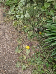 Cucurbita foetidissima