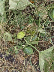 Cucurbita foetidissima
