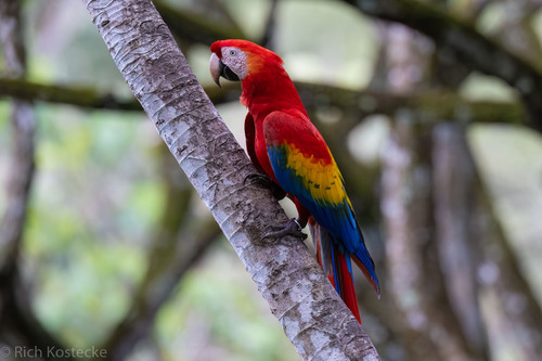 Scarlet Macaw