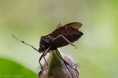 Alcaeorrhynchus grandis