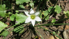 Romulea rosea australis