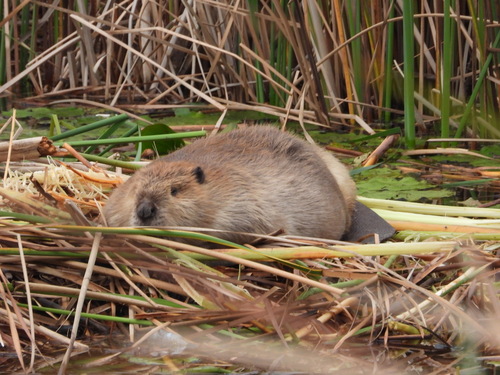 American Beaver, photo 7 of 9