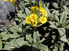 Brachyglottis revoluta